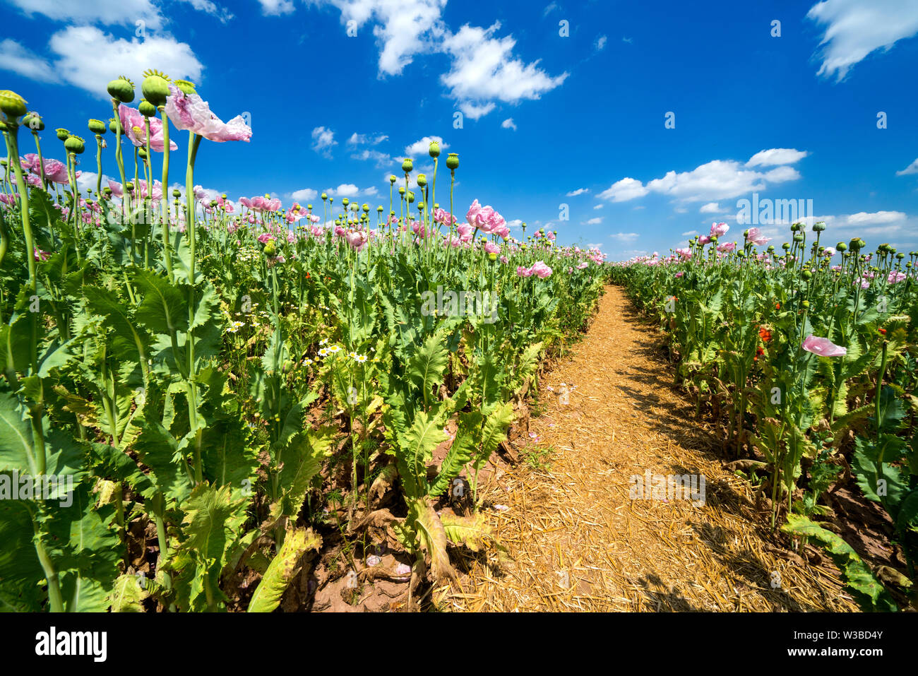 Opium poppy field, Germerode, Werra-Meissner district, Hesse, Germany Stock Photo