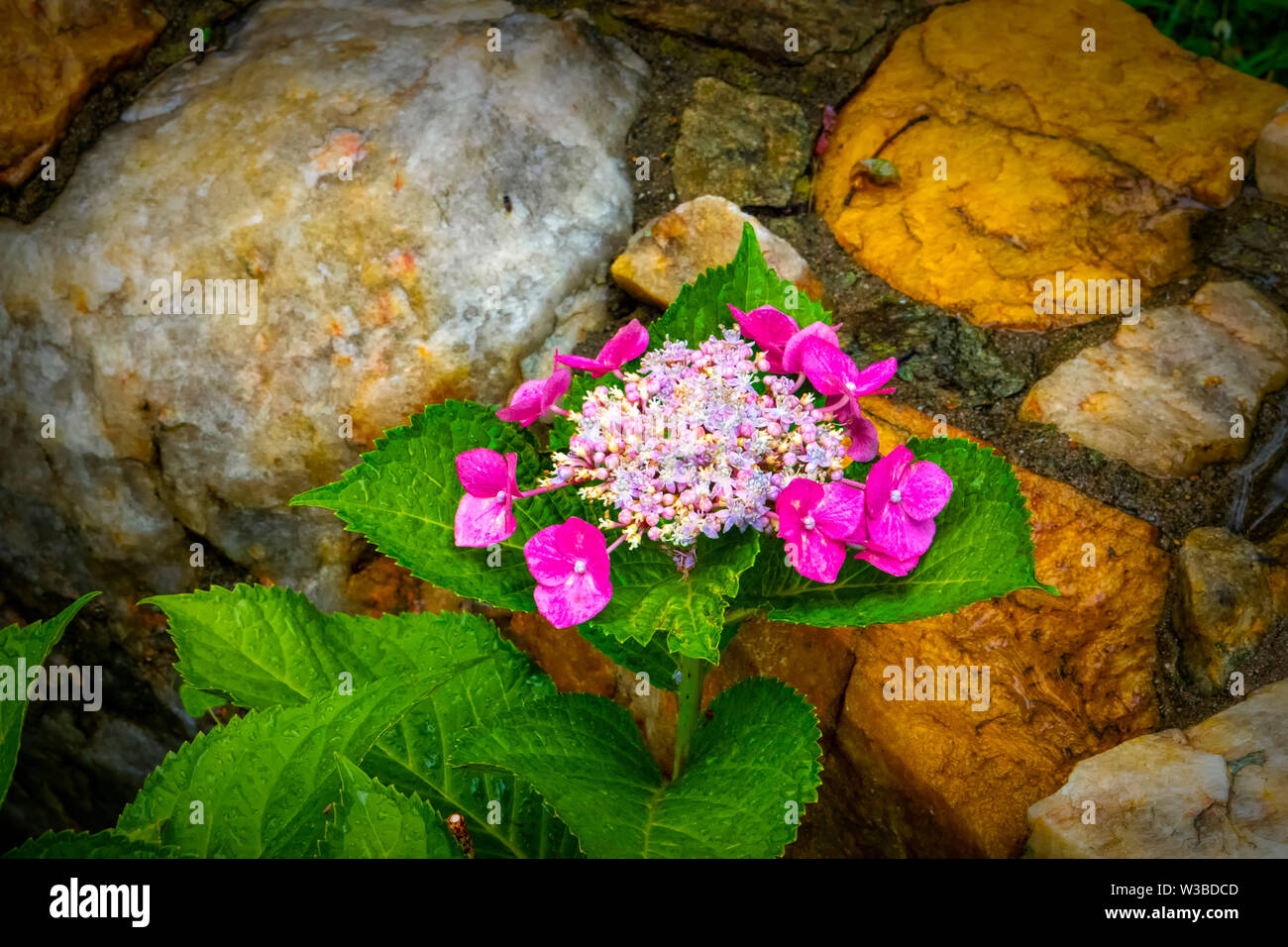 Around the rocks Stock Photo - Alamy