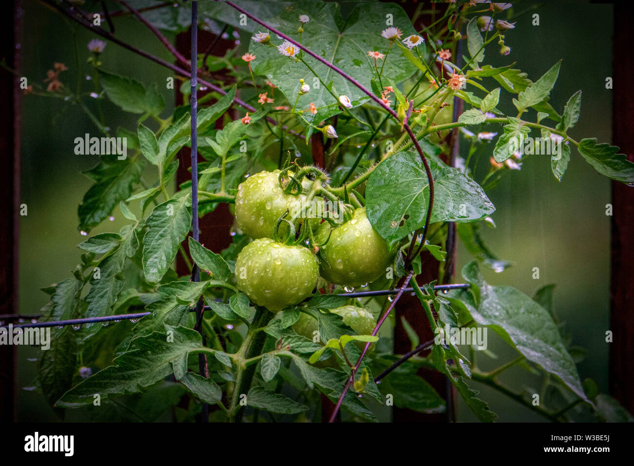 Fresh on the vine Stock Photo
