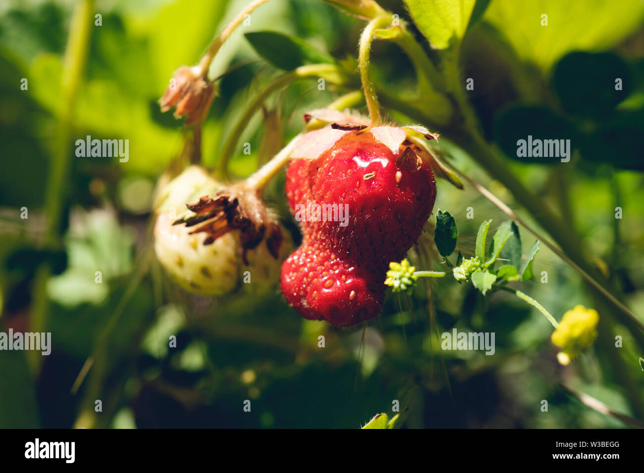 Fresh strawberries that are grown in greenhouses Stock Photo - Alamy