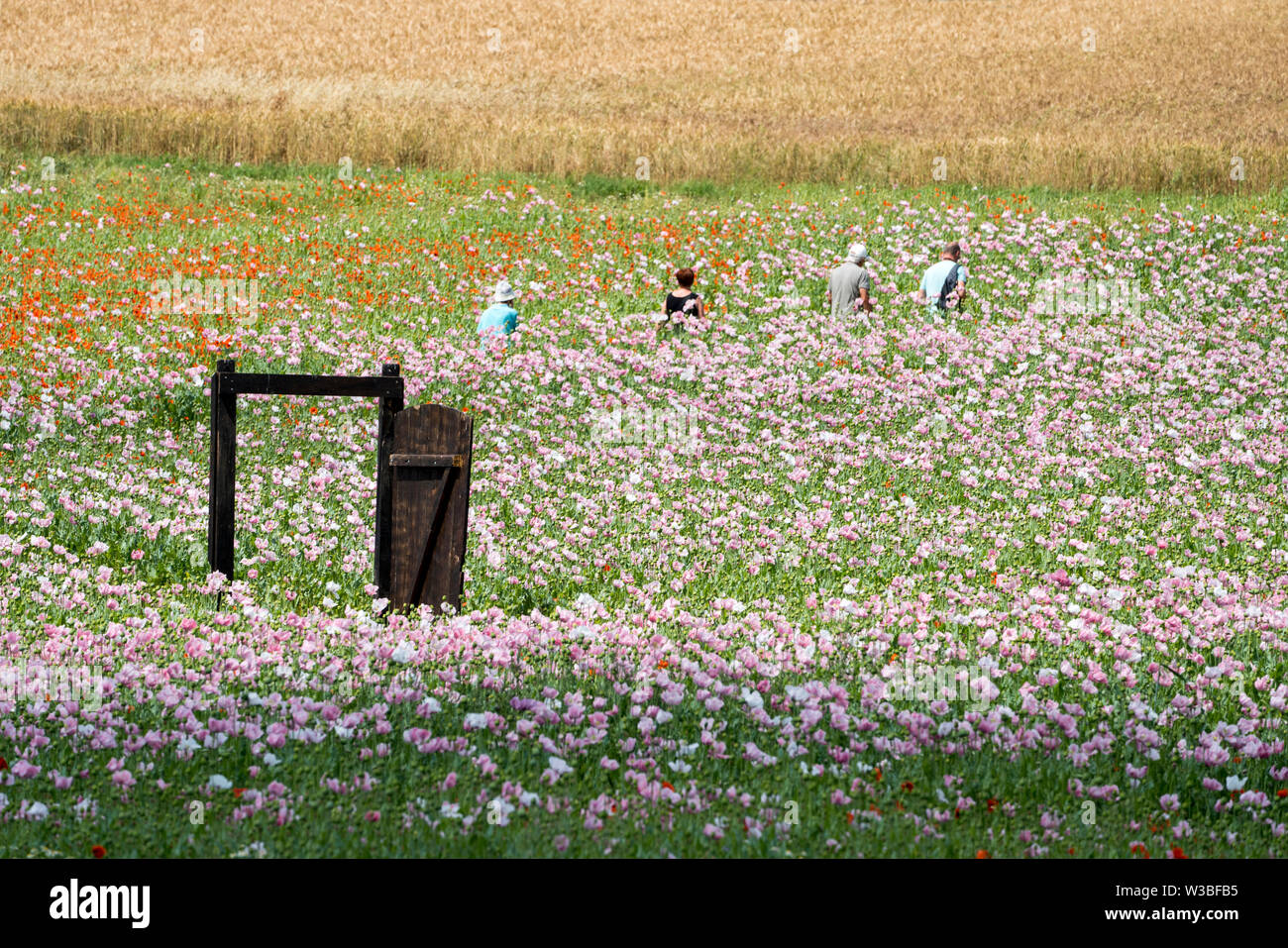 Opium poppy field, Germerode, Werra-Meissner district, Hesse, Germany Stock Photo