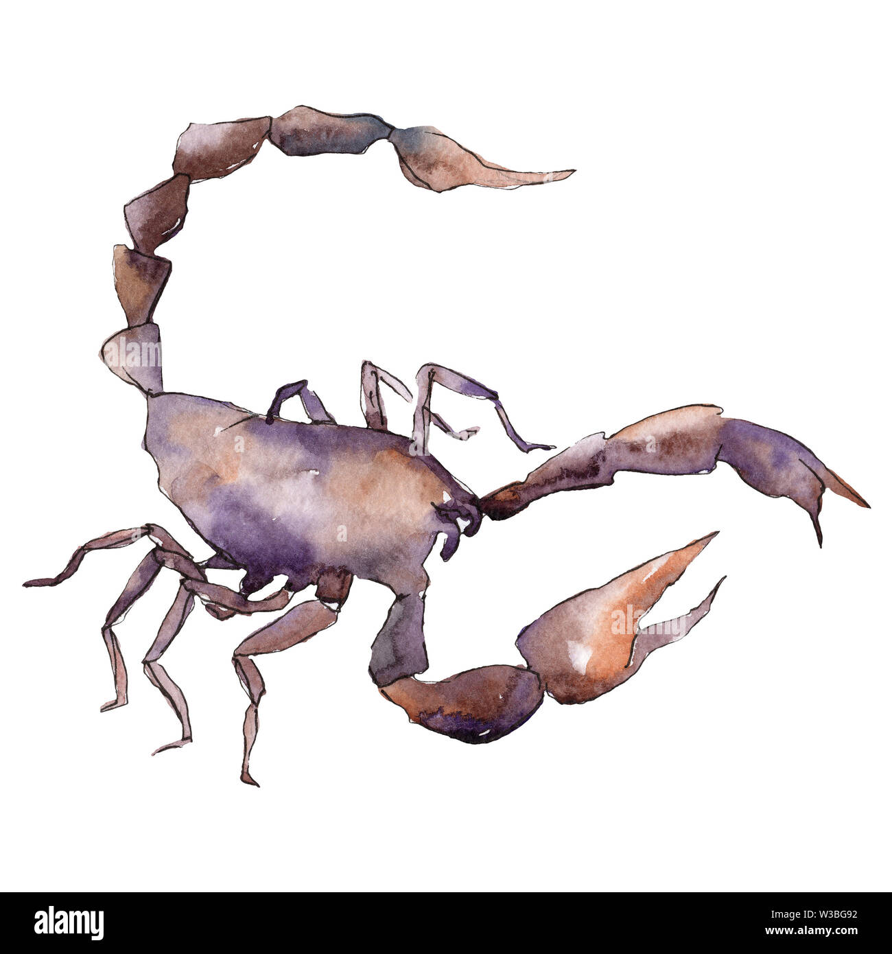 Scorpion Insect Texture Exotic scorpion wild insect isolated. Watercolor background ...