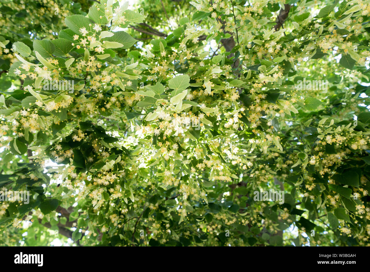 flowering lime tree Stock Photo
