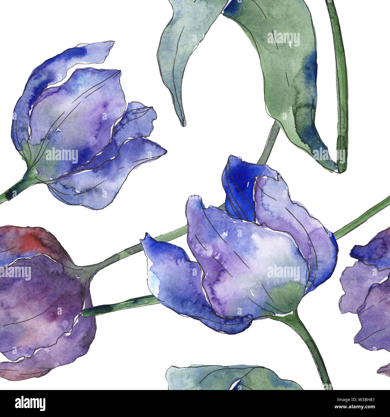 Purple tulip floral botanical flowers. Watercolor background ...
