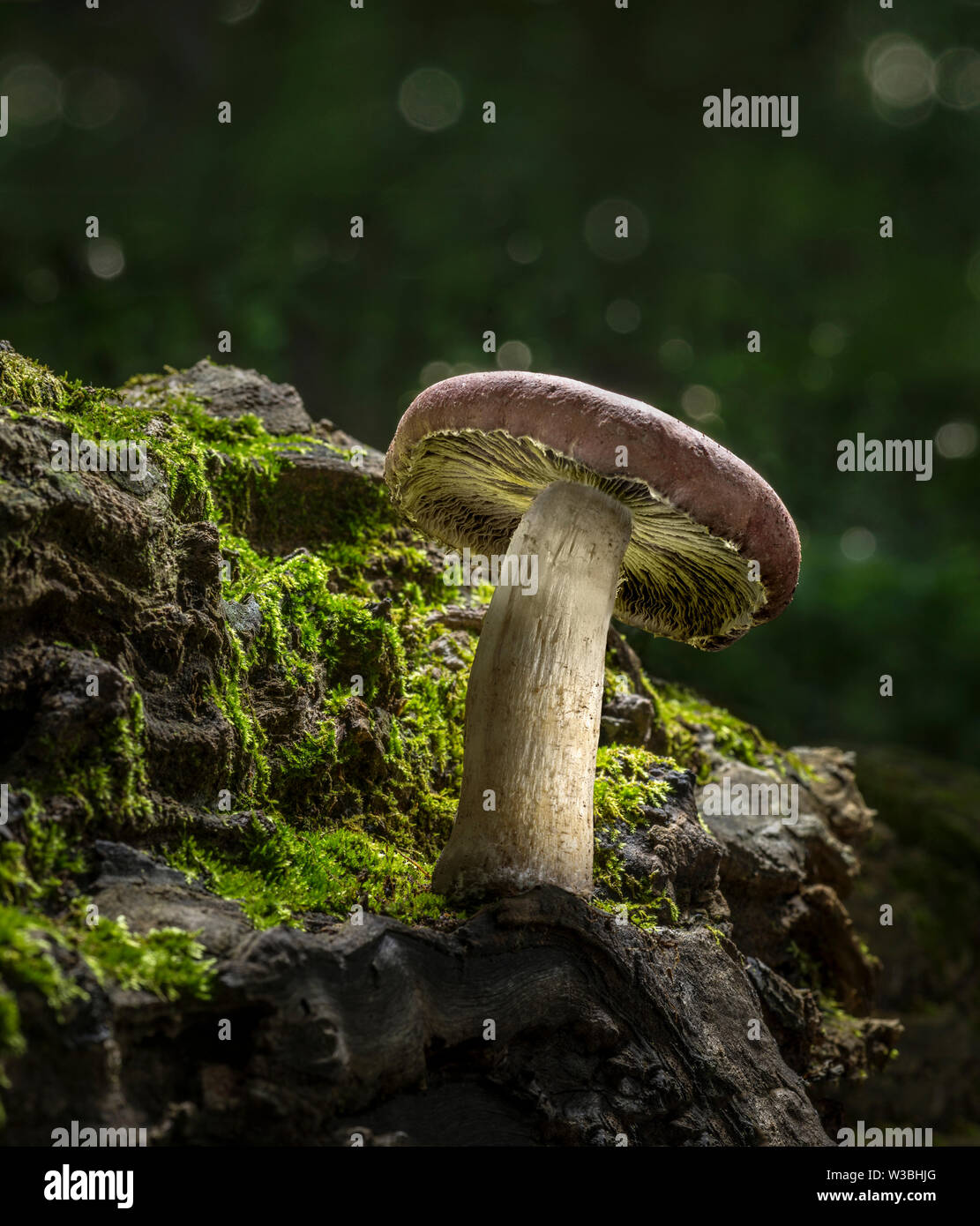 Mushroom Growing on Mossy Log In Forest Stock Photo Alamy