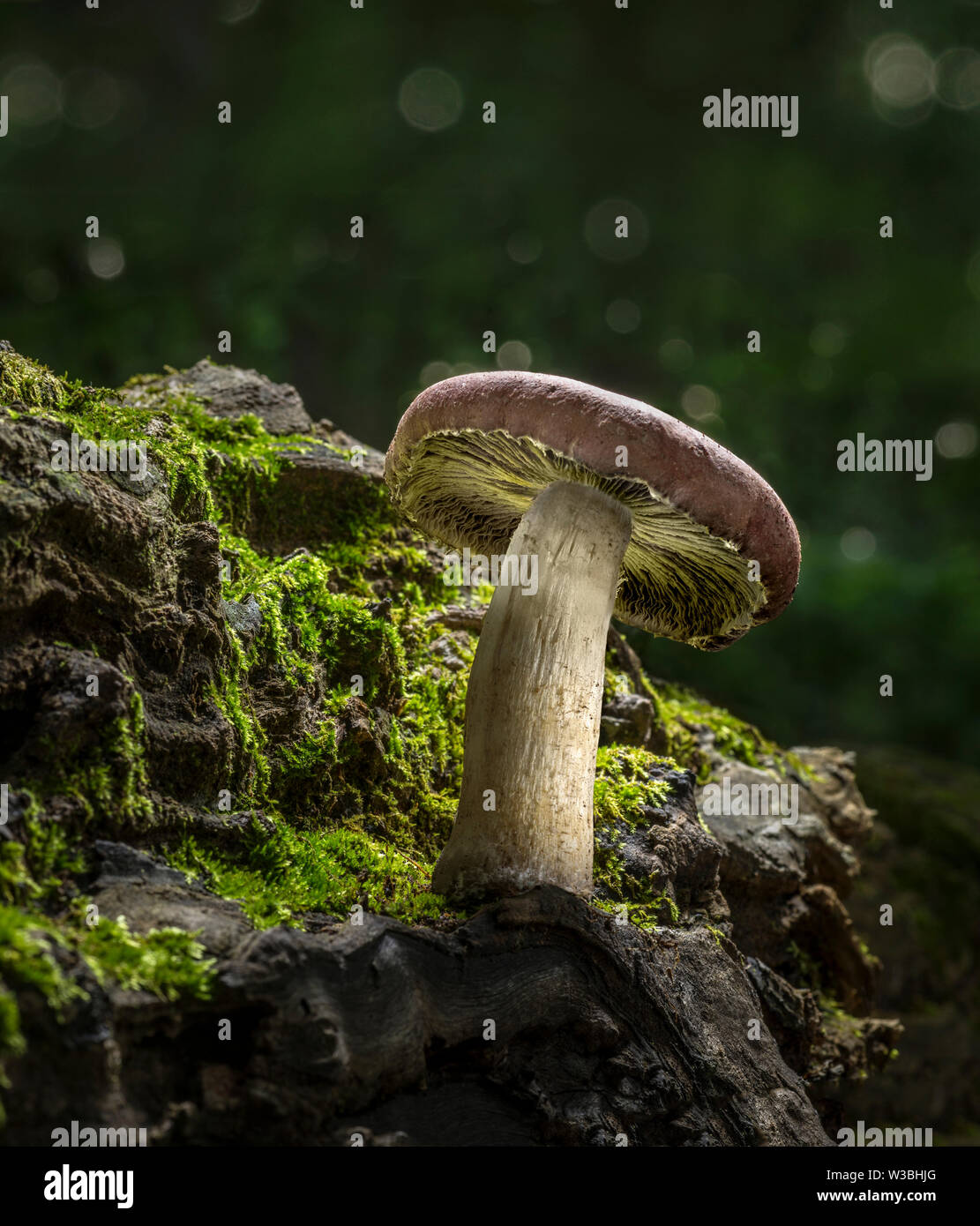 Mushroom Growing on Mossy Log In Forest Stock Photo