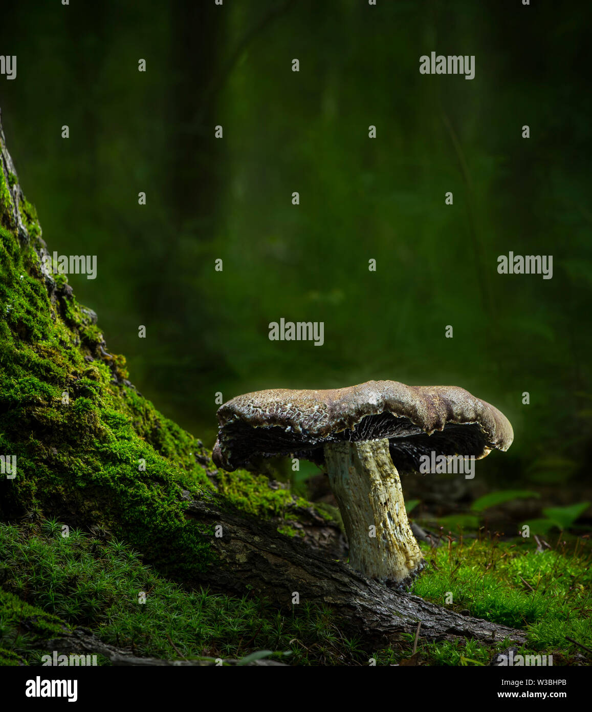 Mushroom On Mossy Tree Root In Forest, Pennsylvania, USA Stock Photo