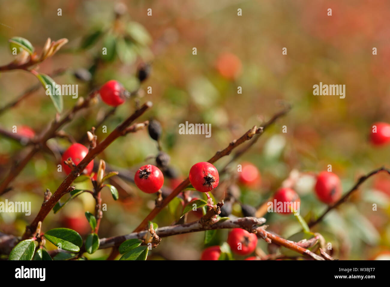 Cotoneaster Hedge Stock Photos Cotoneaster Hedge Stock Images