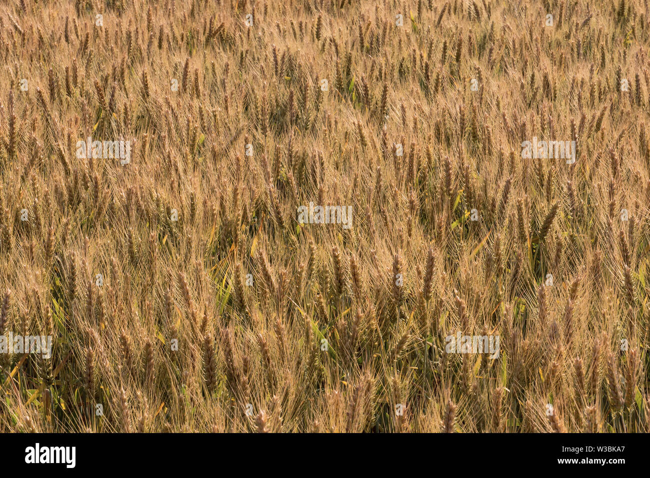 Wheat fields. Ripe wheat. It's time for harvesting. Stock Photo