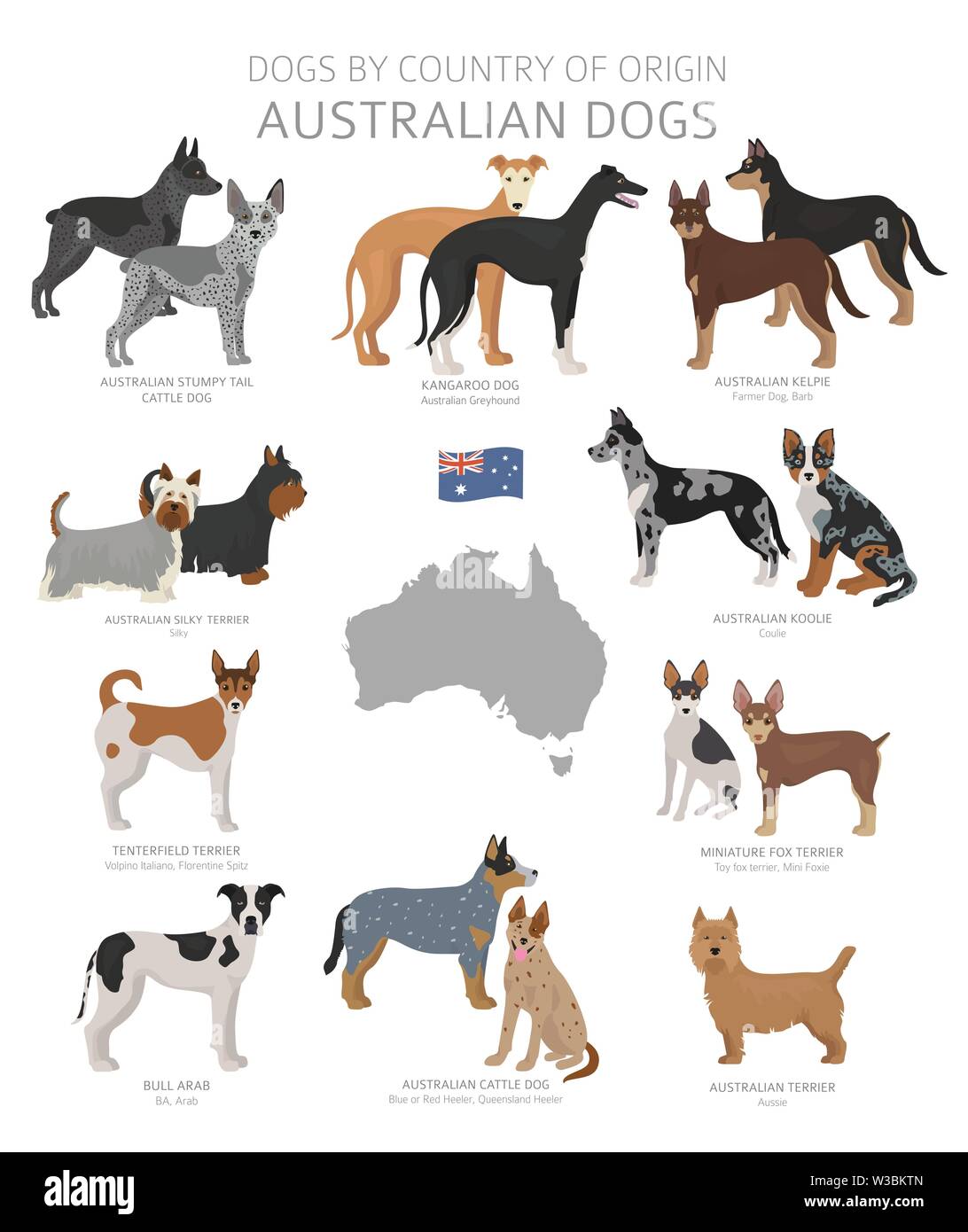 Dogs by country of origin. Australian dog breeds. Shepherds, hunting, herding, toy, working and service dogs  set.  Vector illustration Stock Vector