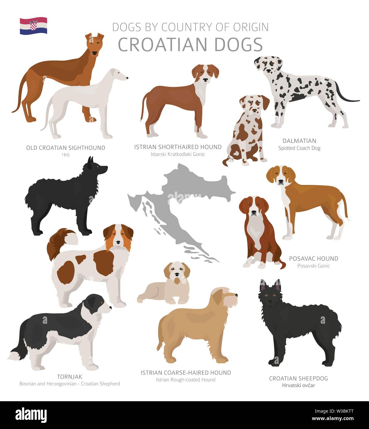 Dogs By Country Of Origin Croatian Dog Breeds Shepherds Hunting Herding Toy Working And Service Dogs Set Vector Illustration Stock Vector Image Art Alamy