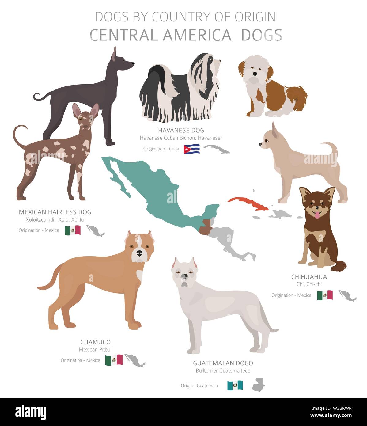 Dogs by country of origin. Central American dog breeds. Shepherds, hunting, herding, toy, working and service dogs  set.  Vector illustration Stock Vector