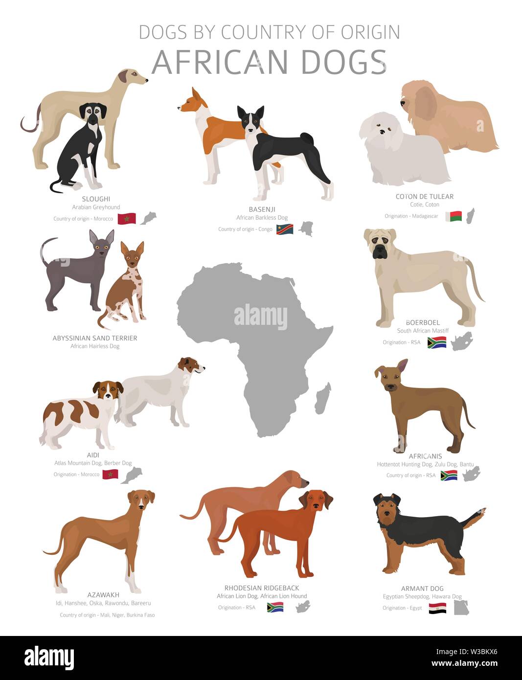 Dogs by country of origin. African dog breeds. Shepherds, hunting, herding, toy, working and service dogs  set.  Vector illustration Stock Vector