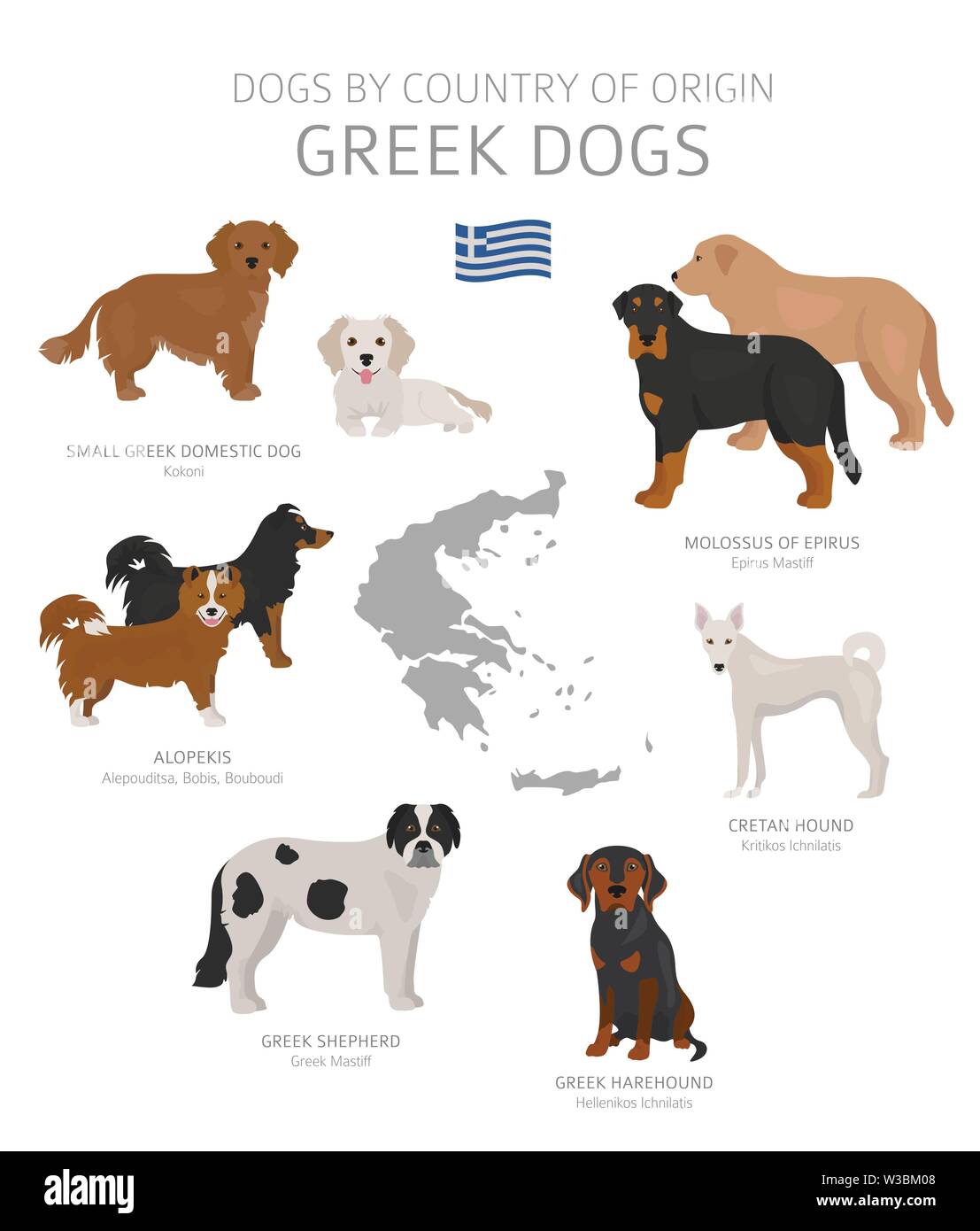Dogs By Country Of Origin Greek Dog Breeds Shepherds Hunting Herding Toy Working And Service Dogs Set Vector Illustration Stock Vector Image Art Alamy