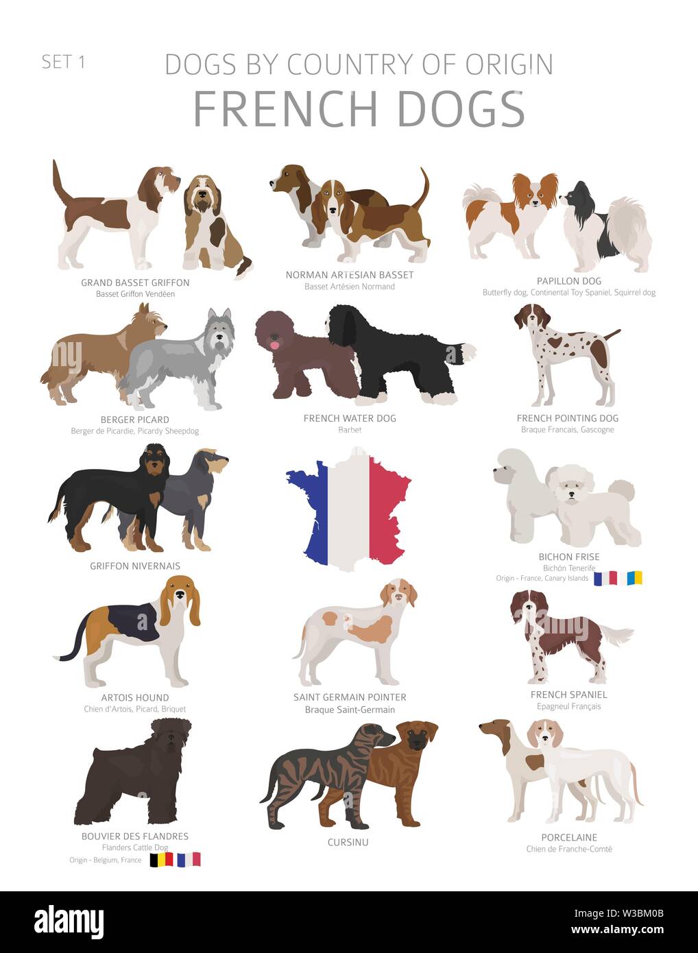 Dogs by country of origin. French dog breeds. Shepherds, hunting, herding, toy, working and service dogs  set.  Vector illustration Stock Vector