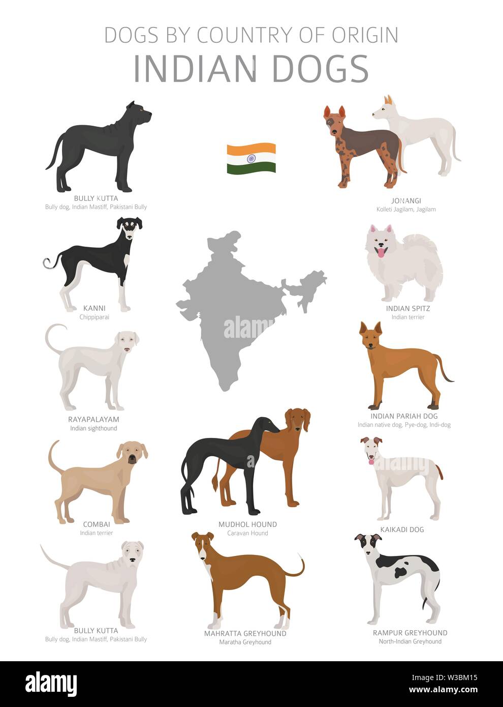 Dogs By Country Of Origin Indian Dog Breeds Shepherds Hunting Herding Toy Working And Service Dogs Set Vector Illustration Stock Vector Image Art Alamy