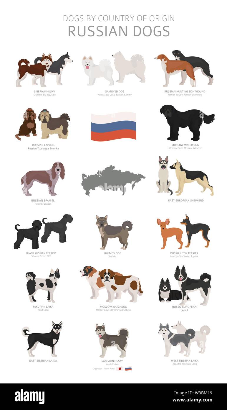 Dogs by country of origin. Russian dog breeds. Shepherds, hunting, herding, toy, working and service dogs  set.  Vector illustration Stock Vector