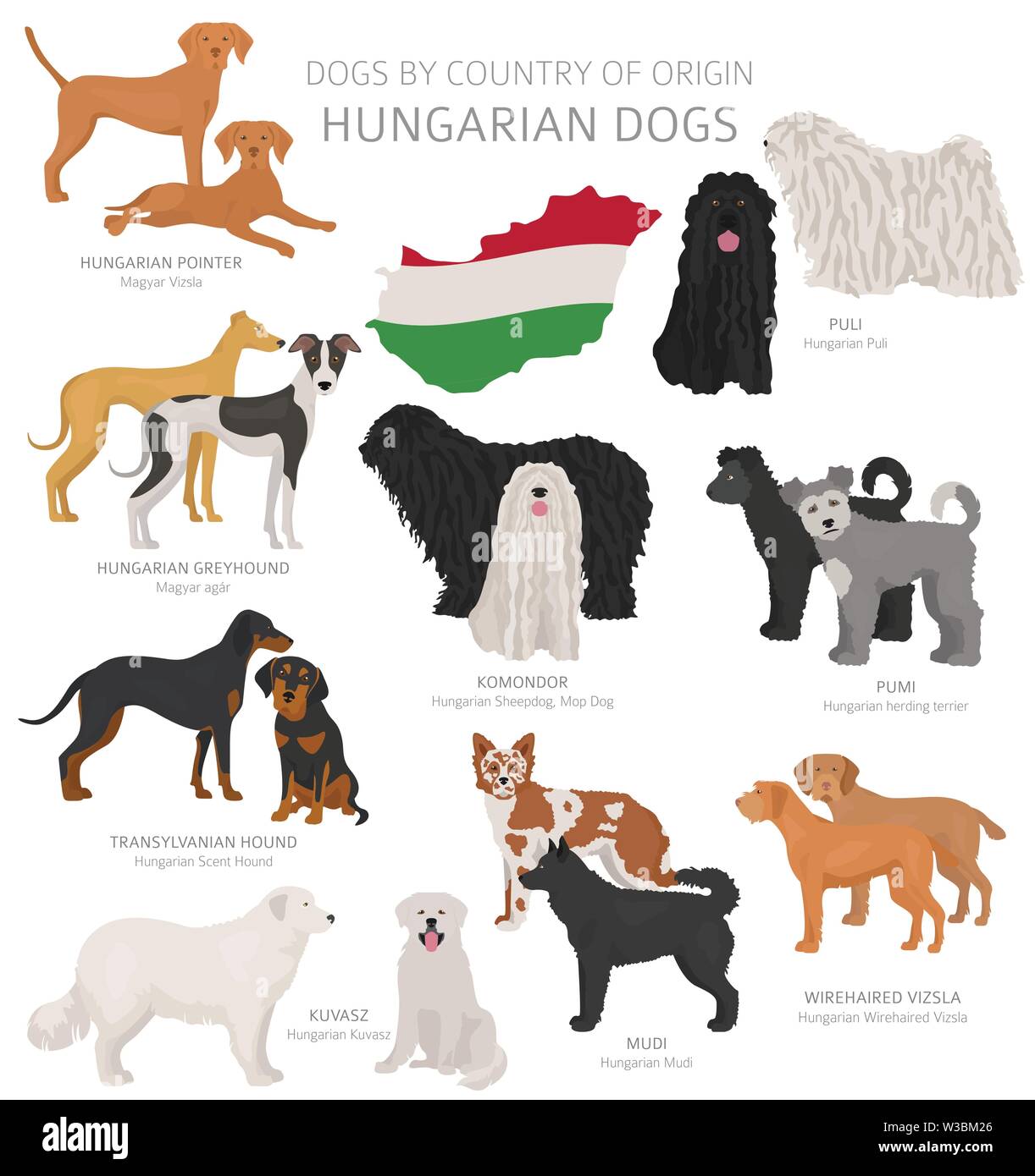 Dogs by country of origin. Hungarian dog breeds. Shepherds, hunting, herding, toy, working and service dogs  set.  Vector illustration Stock Vector