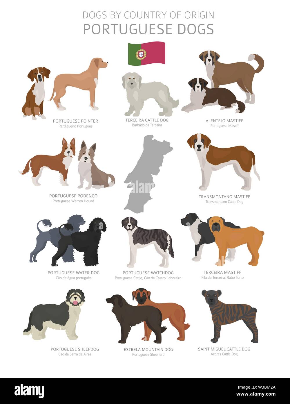 Dogs by country of origin. Portugal dog breeds. Shepherds, hunting, herding, toy, working and service dogs  set.  Vector illustration Stock Vector