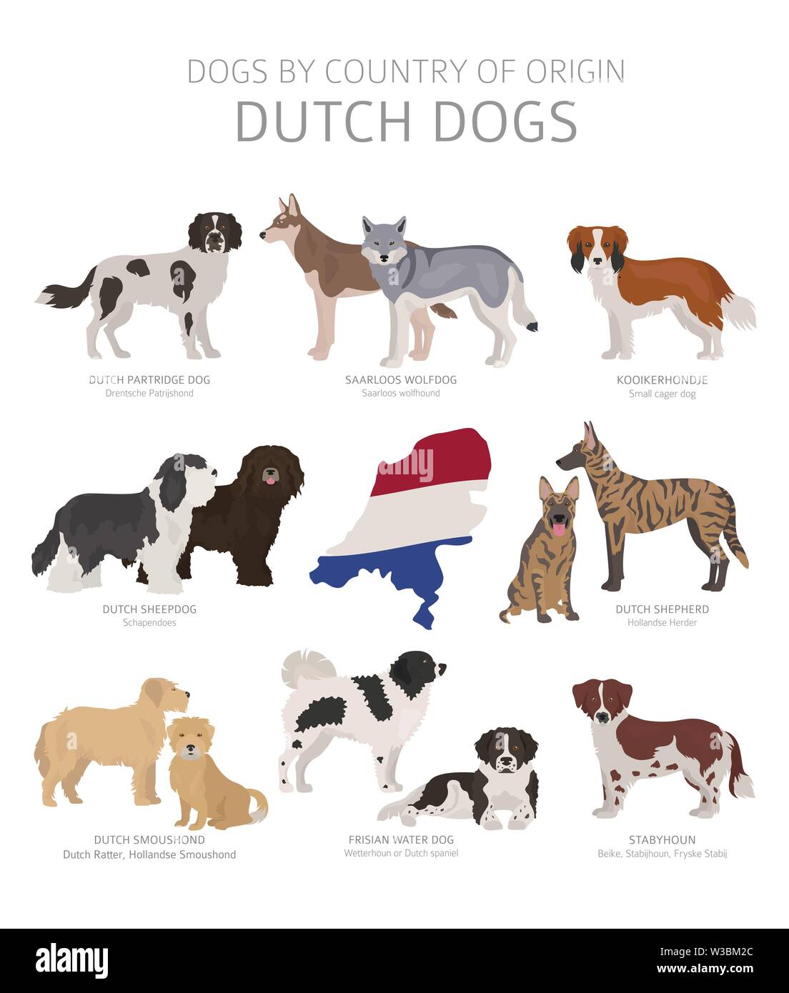 Dogs by country of origin. Dutch dog breeds. Shepherds, hunting, herding, toy, working and service dogs  set.  Vector illustration Stock Vector