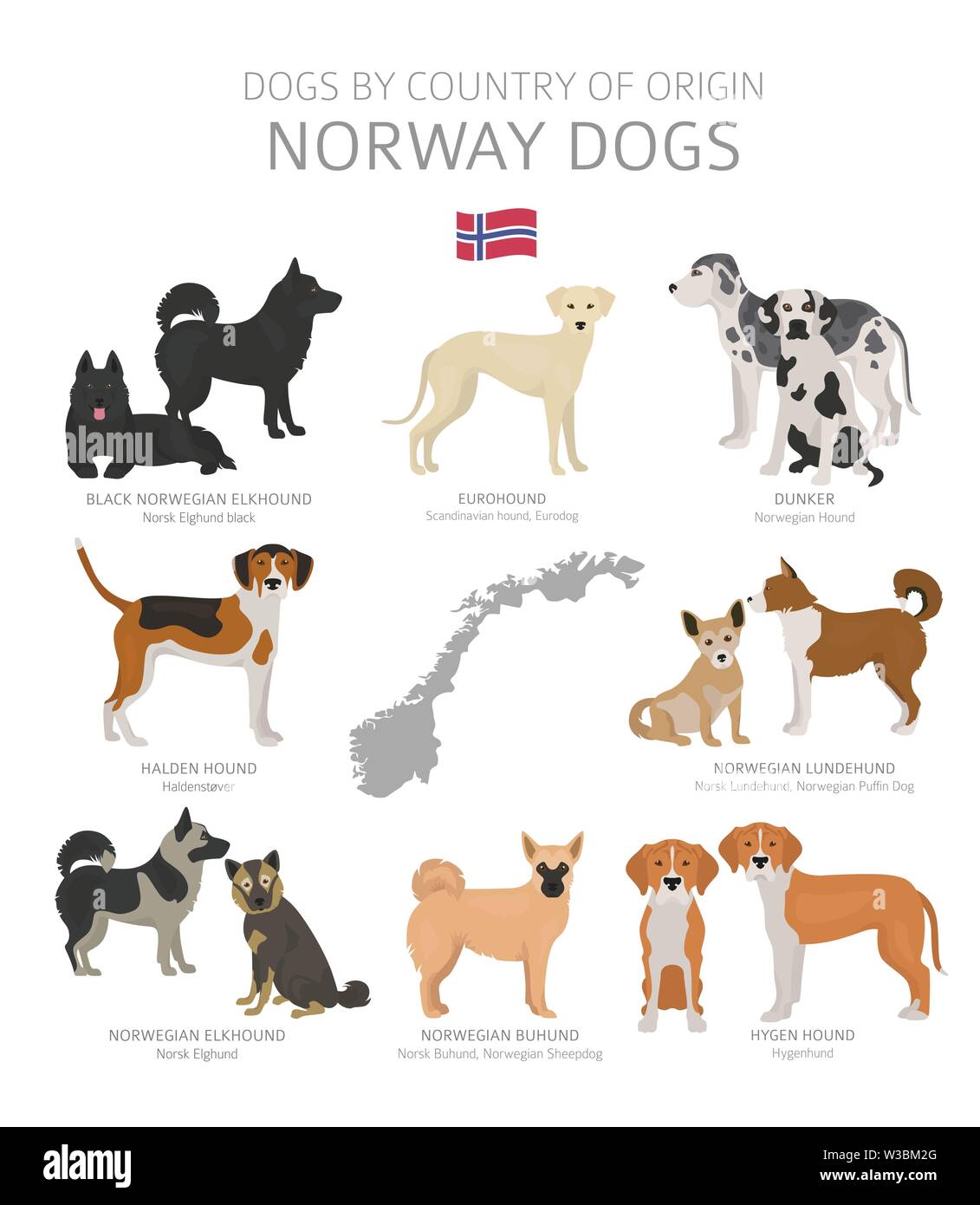 Dogs By Country Of Origin Norway Dog Breeds Shepherds Hunting Herding Toy Working And Service Dogs Set Vector Illustration Stock Vector Image Art Alamy