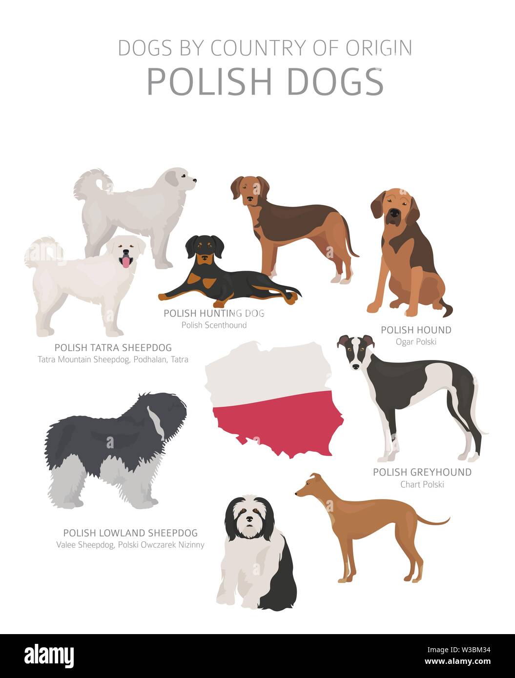 Dogs by country of origin. Polish dog breeds. Shepherds, hunting, herding, toy, working and service dogs  set.  Vector illustration Stock Vector