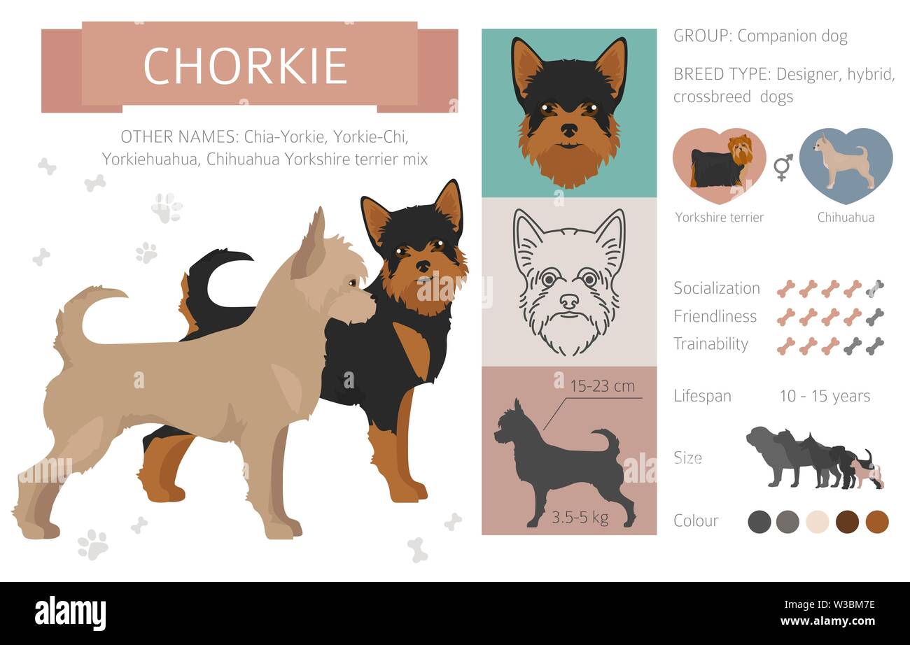 Are Chia Safe Fo Dogs