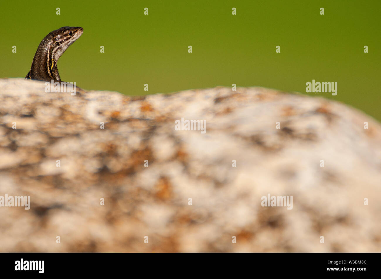 Psammodromus grande - Psammodromus algirus - reptile lizard sunning on a rock Stock Photo