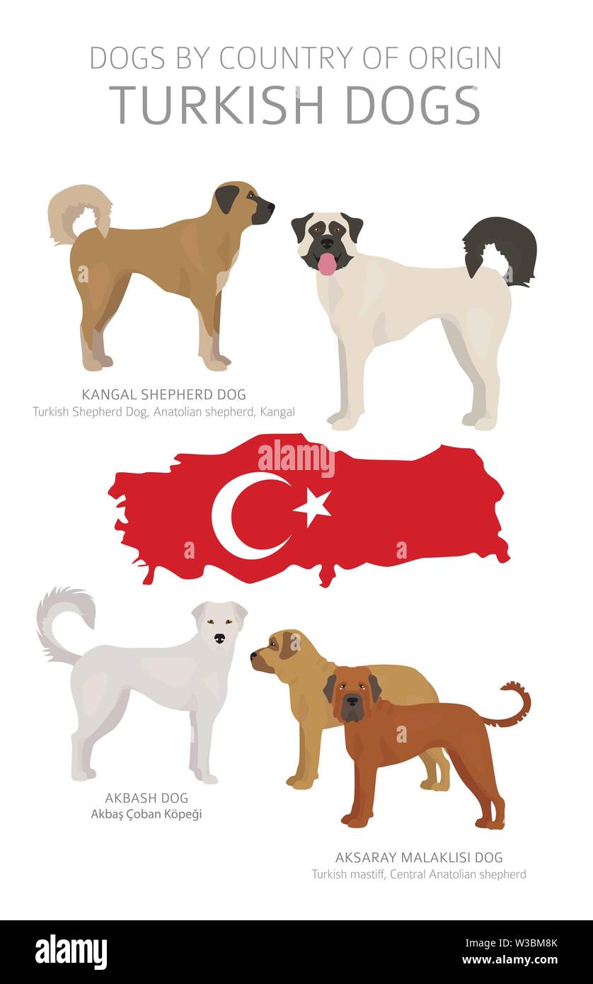 Dogs by country of origin. Turkish dog breeds. Shepherds, hunting, herding, toy, working and service dogs  set.  Vector illustration Stock Vector