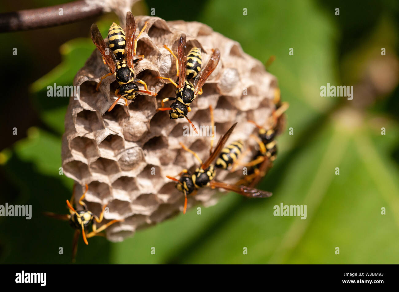 Macro of wasp - Vespula vulgaris - in paper nest Stock Photo