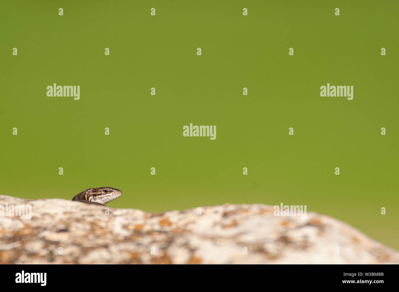 Psammodromus grande - Psammodromus algirus - reptile lizard sunning on a rock Stock Photo