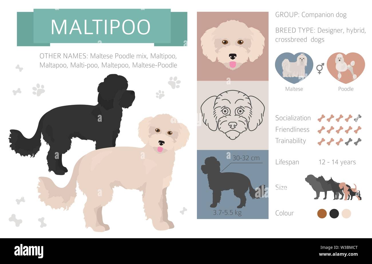 Designer dogs, crossbreed, hybrid mix pooches collection isolated on white. Flat style clipart infographic. Vector illustration Stock Vector