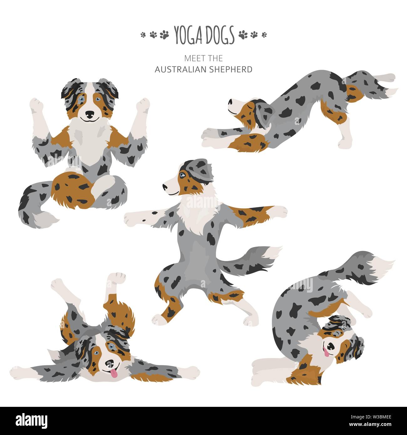 Yoga dogs poses and exercises. Australian shepherd clipart. Vector