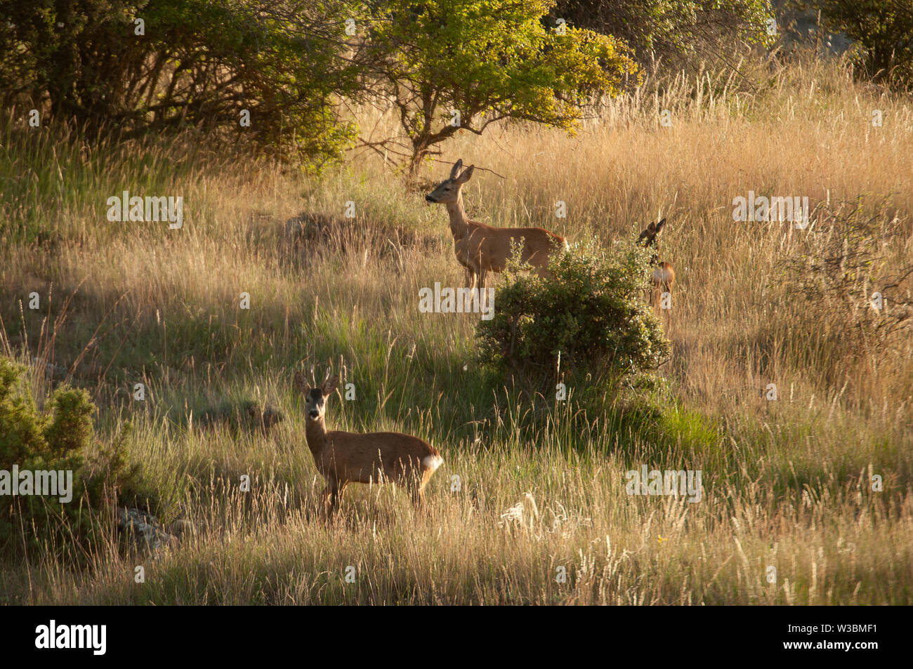 three wild roe deer - capreolus capreolus - male female and breeding ...