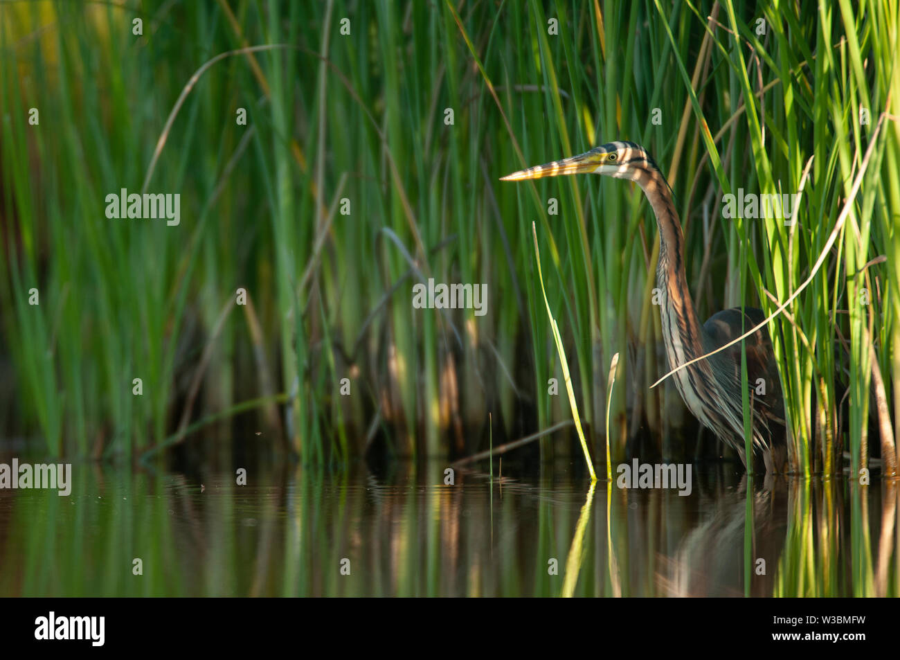 Purple heron in natural habitat ardea purpurea Stock Photo Alamy