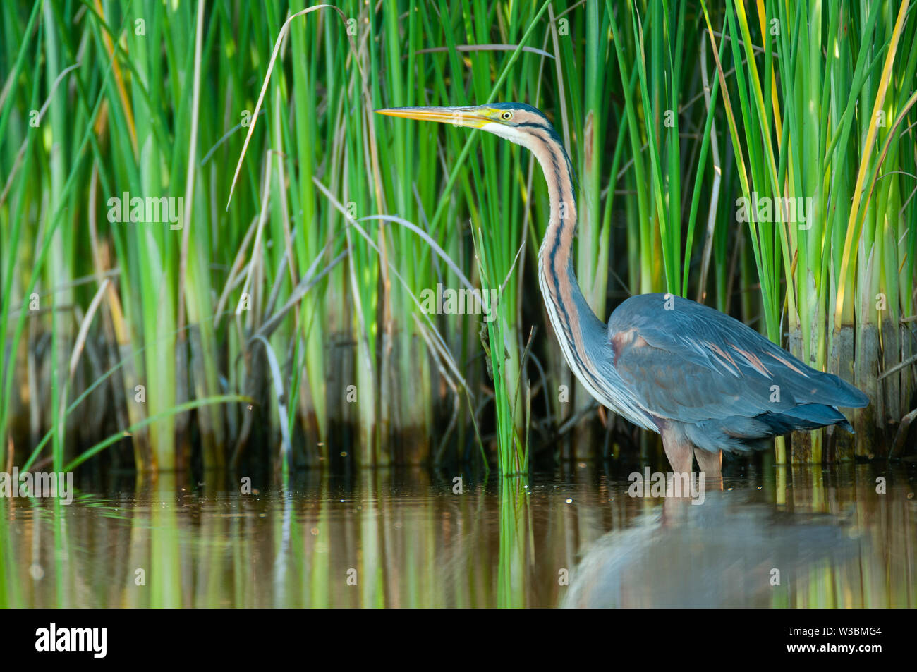 Purple heron in natural habitat ardea purpurea Stock Photo Alamy
