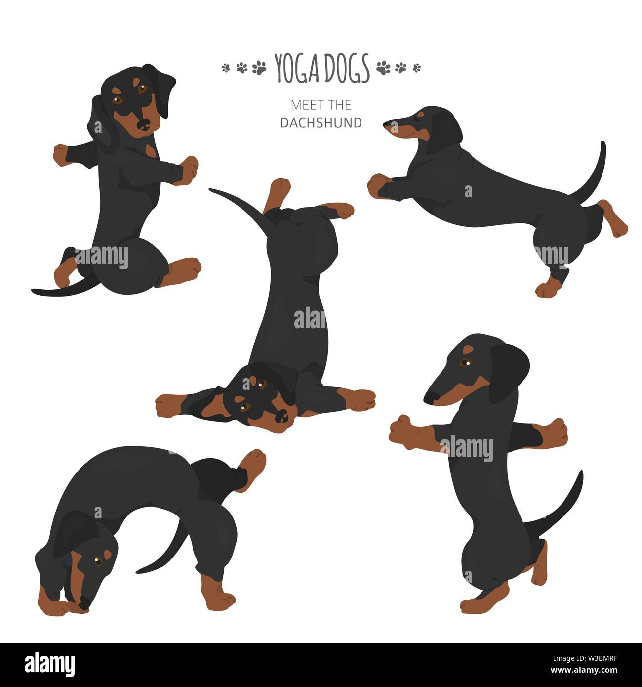 Yoga dogs poses and exercises. Dachshund clipart. Vector illustration