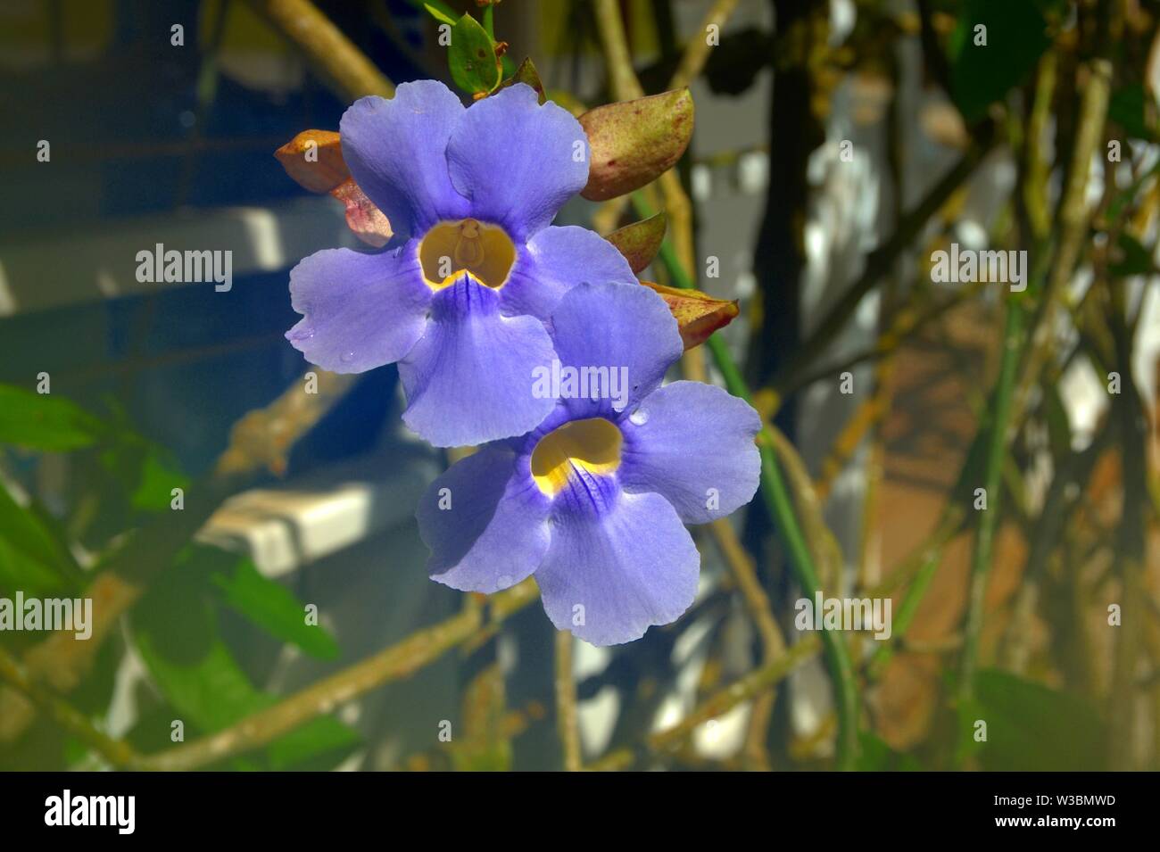 Flores do Caribe Stock Photo