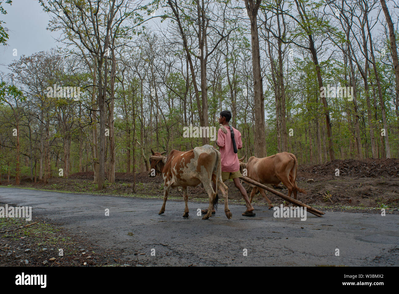 11-june-2017-farmer with bullock cart in dandeli forest road at near yellapur karnataka india Asia Stock Photo