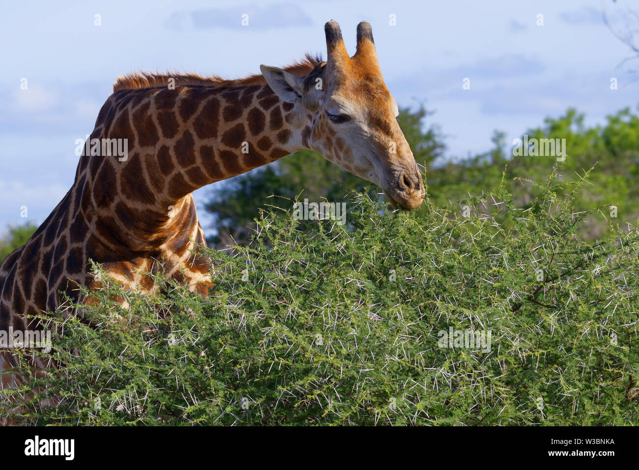 South African giraffe (Giraffa camelopardalis giraffa), adult, feeding on leaves and thorns of a spiny shrub,Kruger National Park,South Africa, Africa Stock Photo