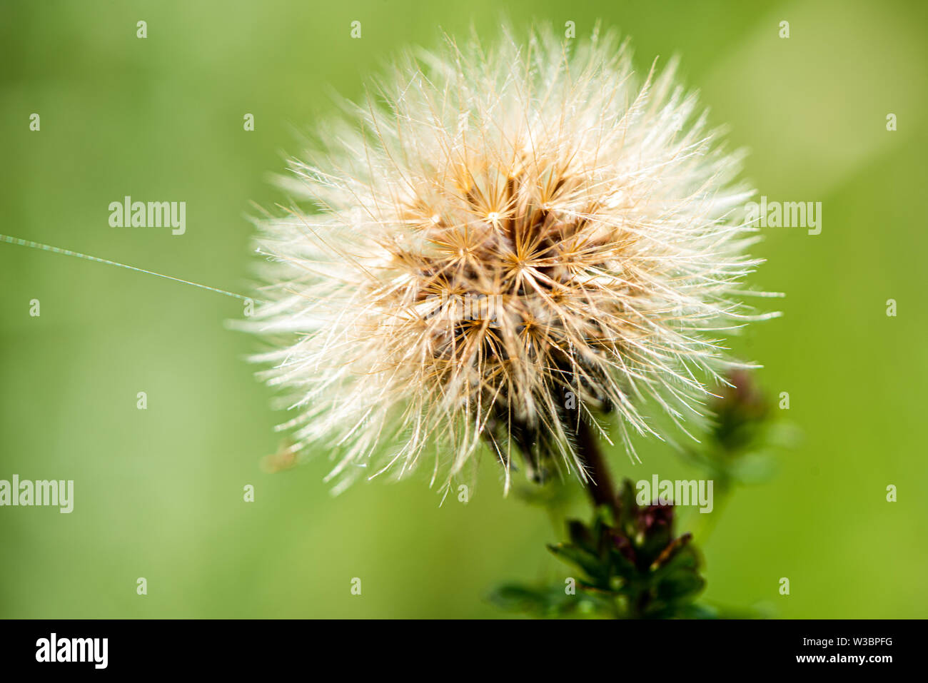 Fluffy white seed head on Noar Hill, near Selborne, Hampshire Stock Photo