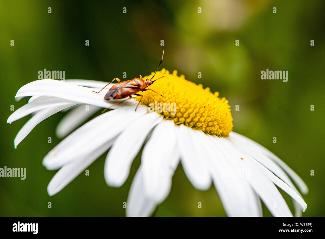 Common Red Soldier Beetle explores an oxeye daisy at the Noar Hill nature reserve, near Selborne, Hampshire, UK Stock Photo