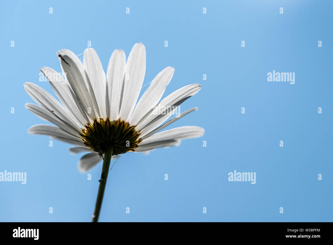 Oxeye daisy against a blue sky, Noar Hill nature reserve, near Selborne, Hampshire, UK Stock Photo