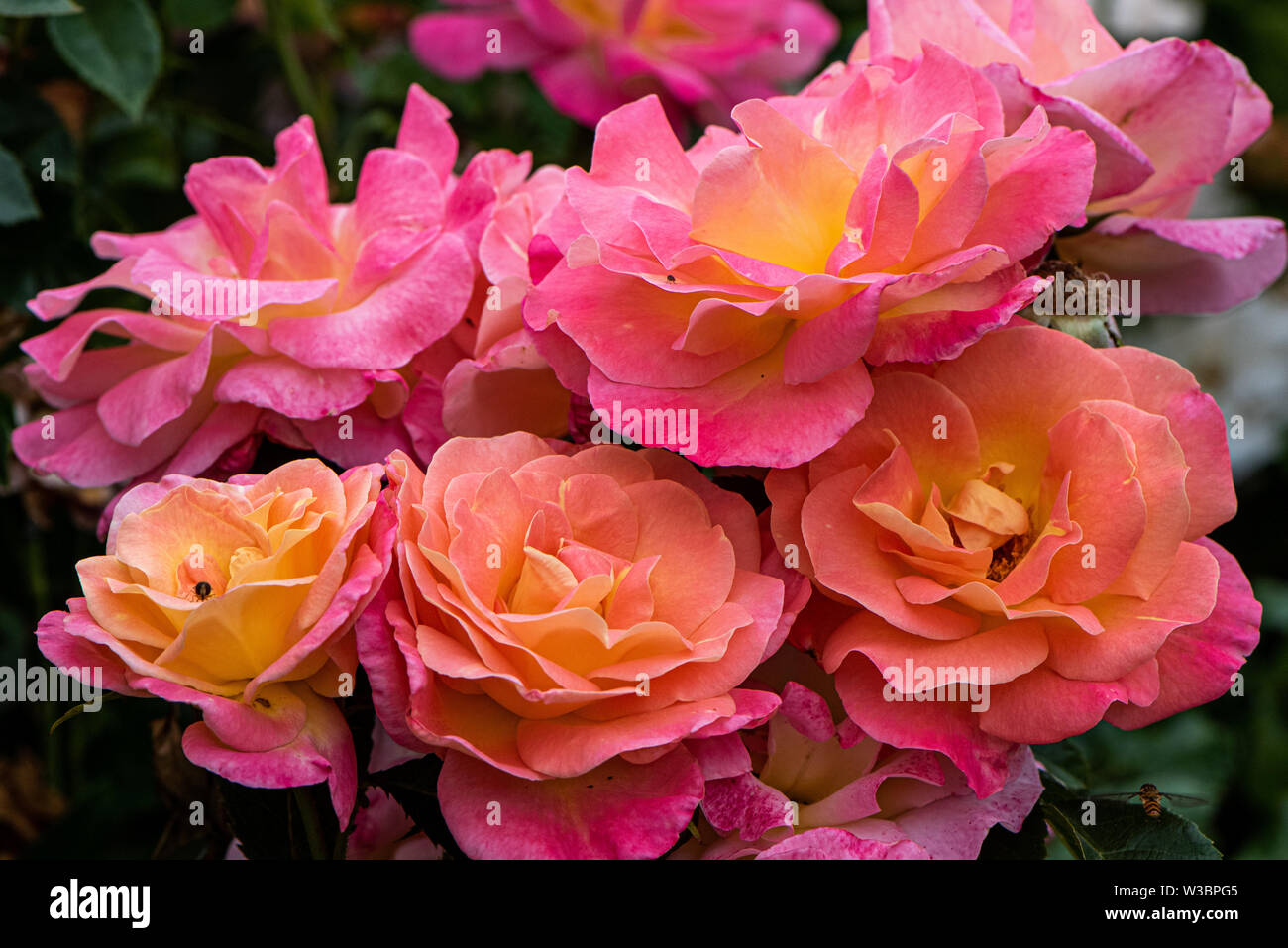 English garden roses hi-res stock photography and images - Alamy