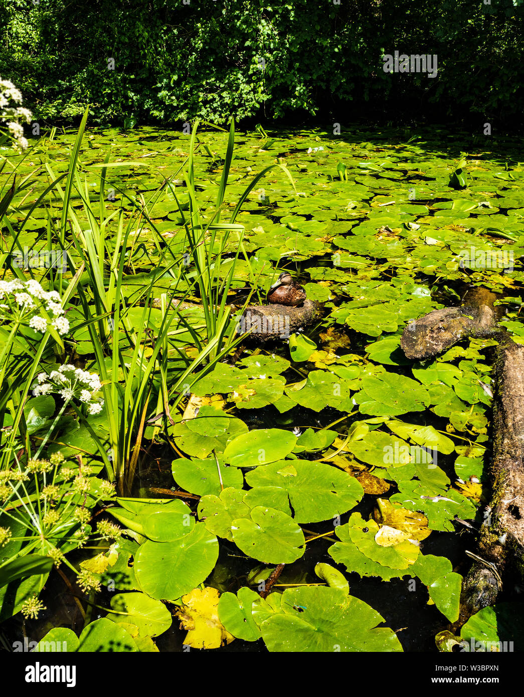 Lilies in a Suffolk Pond Stock Photo