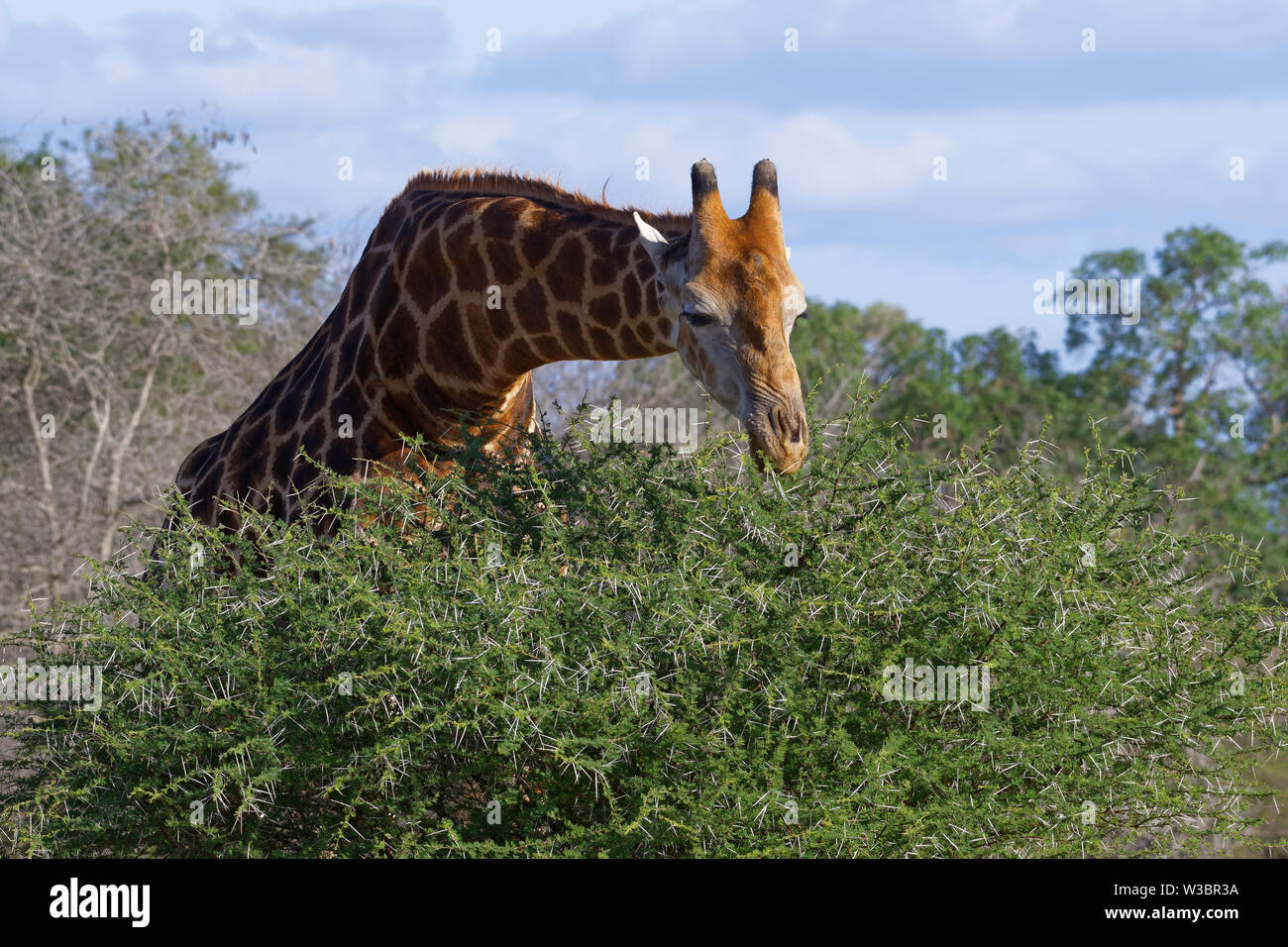 South African giraffe (Giraffa camelopardalis giraffa), adult, feeding on leaves and thorns of a spiny shrub,Kruger National Park,South Africa, Africa Stock Photo