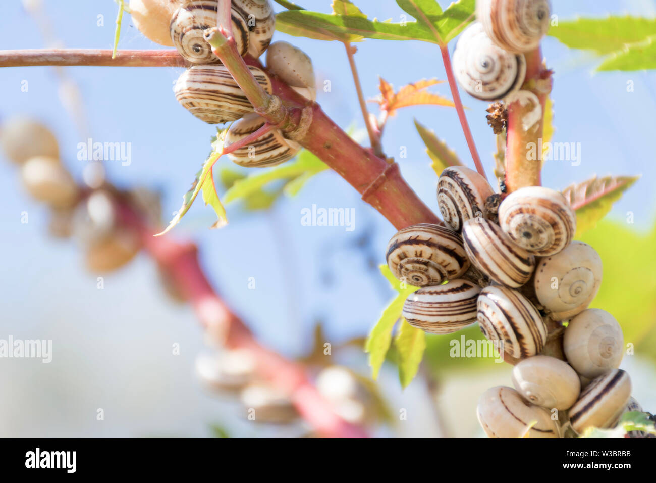 Colony of snails hi-res stock photography and images - Alamy