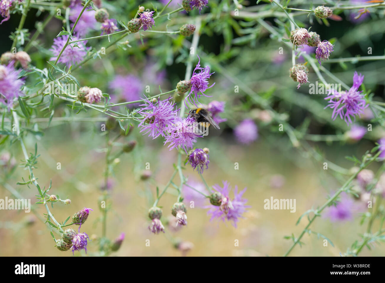 Greater knapweed bloom hi-res stock photography and images - Alamy