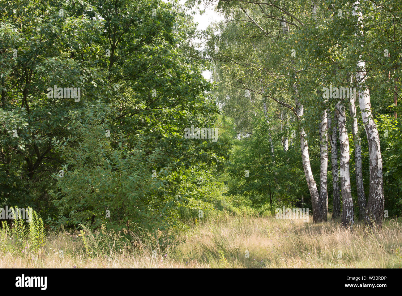 birch trees in summer forest on sunny day, Poland Stock Photo