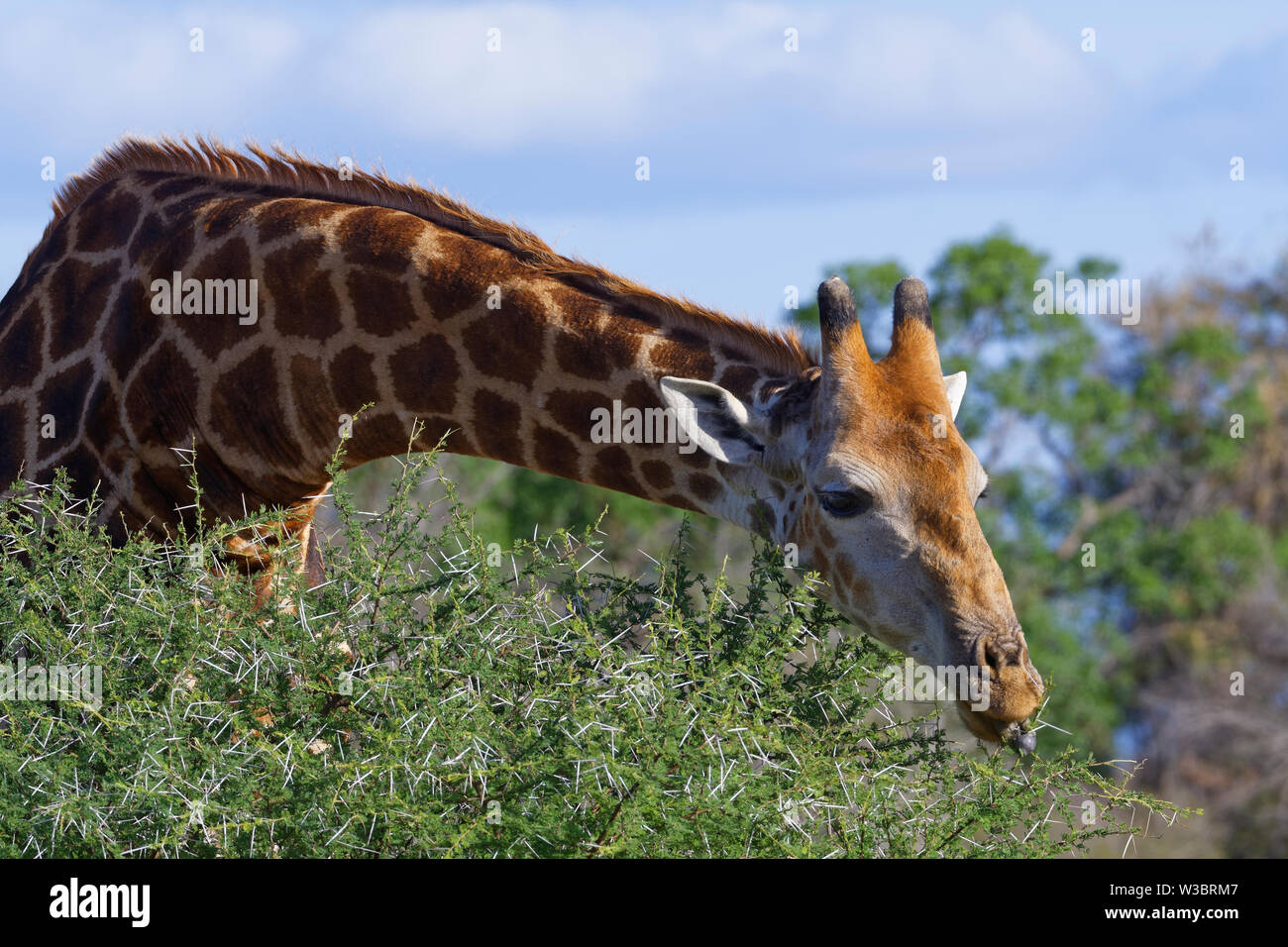 South African giraffe (Giraffa camelopardalis giraffa), adult, feeding on leaves and thorns of a spiny shrub,Kruger National Park,South Africa, Africa Stock Photo